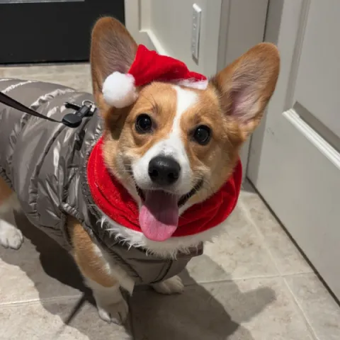 A picture of Holly, a corgi.